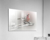 House Finch Acrylic Print