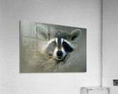 Quiet Please Acrylic Print
