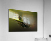 Snot Easy Acrylic Print