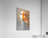 Nice Honker Acrylic Print