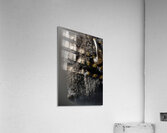 Close Encounter Acrylic Print