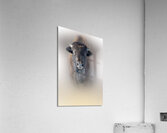Too Early Acrylic Print