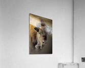 Dirty Details Acrylic Print