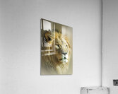 Bold as a Lion Acrylic Print
