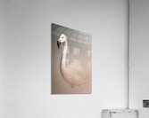 Graceful Blush   Acrylic Print