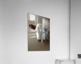 Six Seven Three Acrylic Print
