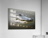 Bayou Gaze Acrylic Print
