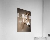 Wild Ass Portrait Acrylic Print
