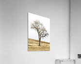 Solitude in Twisted Branches Acrylic Print