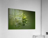 Tender Green Awakening Acrylic Print