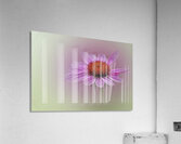 Soft Petals Bright Cheer Acrylic Print