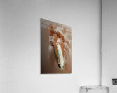 Blaze Unbound Acrylic Print