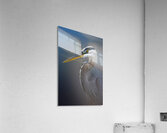 Curved Elegance at Twilight Acrylic Print