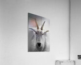 A Cloud with Horns Acrylic Print