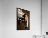 A Stable Life Acrylic Print
