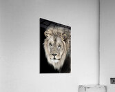 Courage Acrylic Print