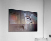 Fawning Over Bambi Acrylic Print