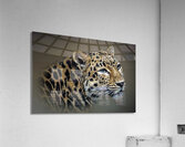 Purrty Acrylic Print
