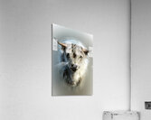 Only One Acrylic Print