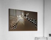 High Bulls Acrylic Print