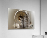 Hard Headed Acrylic Print