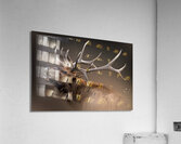 Shout Out Acrylic Print