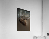 Triumphant Acrylic Print
