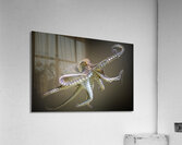 Up in Arms Acrylic Print
