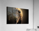 Wandering In Acrylic Print