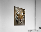Tigress Acrylic Print