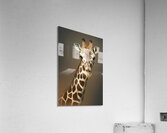 Whats Up Acrylic Print