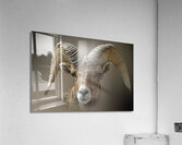 Crash Acrylic Print