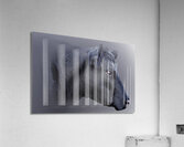 Black Angus Acrylic Print