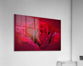 Red Rose On Red Acrylic Print