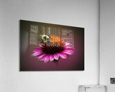 Working On It Acrylic Print