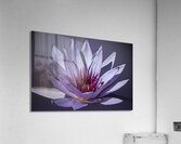 Lily Buddy Acrylic Print