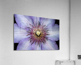 Clap Burst Acrylic Print