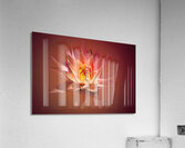 Spa Lily Acrylic Print