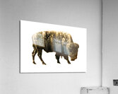 Brush Bison Acrylic Print