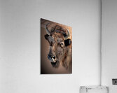 Been There Acrylic Print