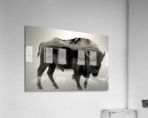 Rocky Mountain Bison  Acrylic Print