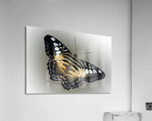Clipper Art Acrylic Print