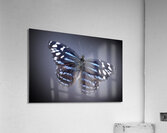 And Im Feeling Blue Acrylic Print