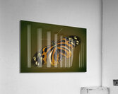 Tiger Wing Acrylic Print