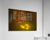 Julias Sip Acrylic Print