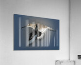 Or Willet Acrylic Print