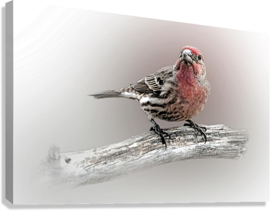 House Finch Canvas Print