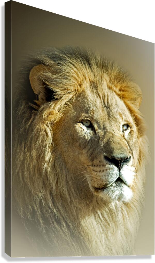 Bold as a Lion Canvas Print
