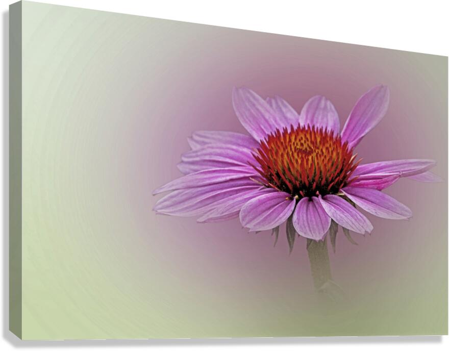 Soft Petals Bright Cheer Canvas Print