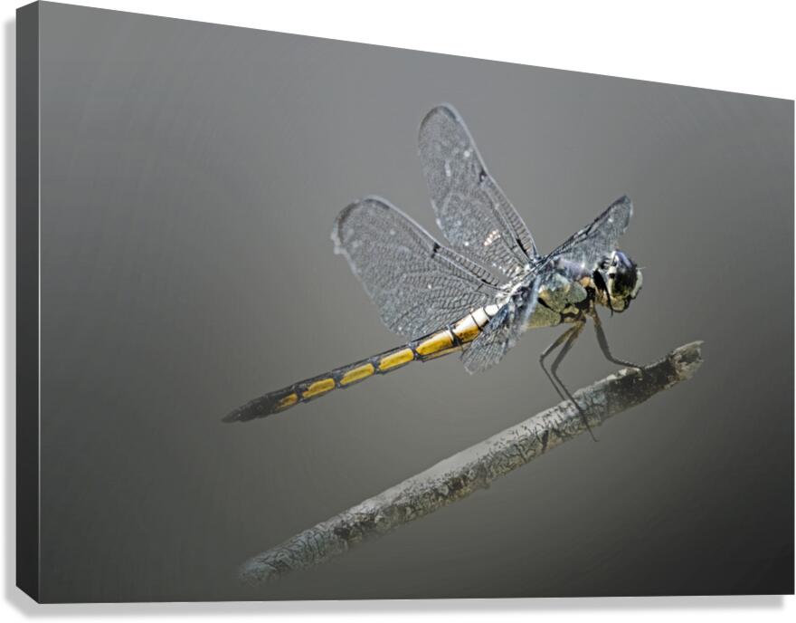 Whispered Winglight  Canvas Print